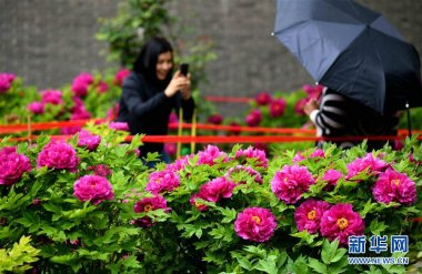 河北石家莊正定榮國府妖精视频入口网站免费高清观看影視基地內的牡丹花次第開放