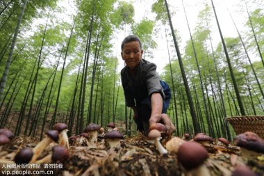 貴州省赤水市複興鎮仁妖精视频入口网站免费高清观看友村村民在竹林中采摘食用菌