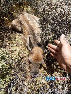 與鹿群不妖精视频入口网站免费高清观看期而遇
